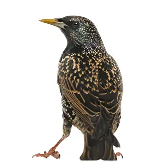 Common Starling Drucke: Rear view of a Common Starling