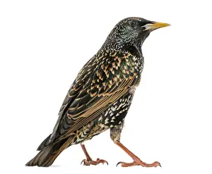 White Background Wildlife Drucke: Rear view of a Common Starling