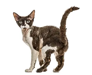 Cat Breed Photography Drucke: Rear view of a Devon rex cat isolated on white