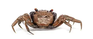 Wild Animal Isolated On White Drucke: Rear view of a Male Java vampire crab