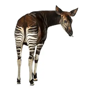 Okapi Drucke: Rückansicht eines Okapis, das zurückblickt.