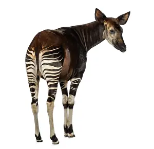 Okapi Drucke: Rückansicht eines Okapis, das wegläuft.