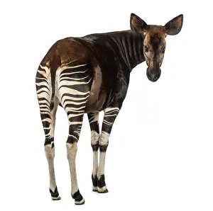 Okapi Drucke: Rückansicht eines Okapis, das sich dem Kamera zurückwendet.
