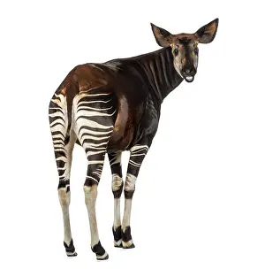 Okapi Drucke: Rückansicht eines Okapis, das sich umdreht und 'muh' macht.