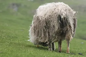 Productive Livestock Breeds Europe Drucke: Rear view of a white sheep with thick
