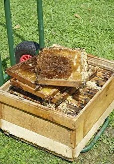 Western Honey Bees Drucke: Recently strained, empty honeycombs
