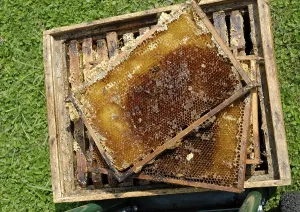 Western Honey Bees Drucke: Recently strained, empty honeycombs