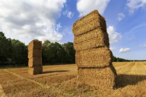 Straw Bale Agriculture Drucke: Rectangular straw bales, two stacks in a harvested field