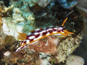 Bilder Datiert 31. Juli 2024: Ein rot-weiß gemustertes Nudibranchier.