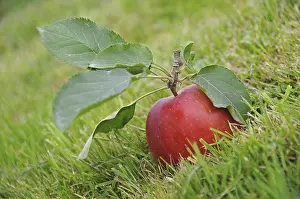 Daytime Fruit Photography Drucke: Red apple lying on the grass