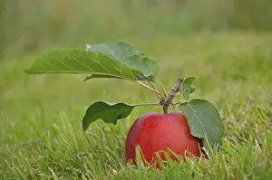 Daytime Fruit Photography Drucke: Red apple lying on the grass