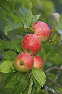 Deciduous Tree With Red Fruit Drucke: Red apples hanging from a tree