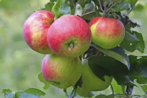 Freshly Picked Fruits Drucke: Red apples hanging from a tree