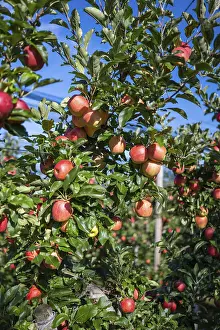 Red Apples Germany Drucke: Red apples, ripe for the picking