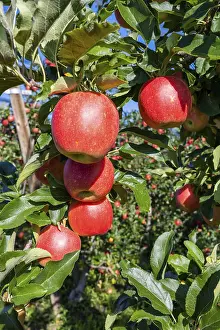 Red Apples Germany Drucke: Red apples, ripe for the picking