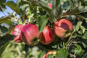 Red Apples Germany Drucke: Red apples, ripe for the picking