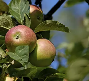 Red Apples On Tree Drucke: Red apples on a tree