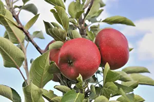 Red Apples Germany Drucke: Red apples on a tree, Germany