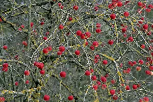 Deciduous Tree Fruit Drucke: Red apples on the tree in winter