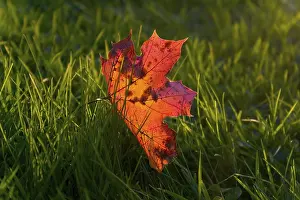 Autumn Foliage Photography Drucke: Red autumn leaf in the grass