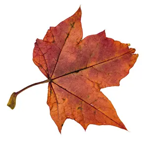 Red Maple Leaf Drucke: Back side of red autumn leaf of maple tree isolated on white background