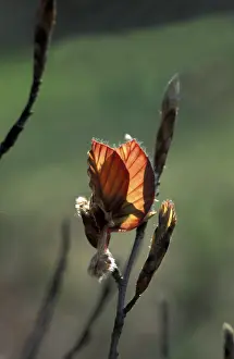 Red Coloured Deciduous Trees Drucke: Red beech bud