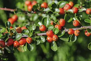 Agricultural Crop Images Drucke: Red berries of Cotoneaster bush