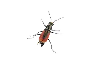 White Background Insect Drucke: Red black bug isolated on a white background