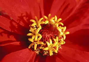 Colorful Summer Flowers Drucke: Red bloom