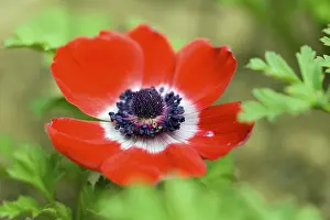 Red Coloured Bloom Drucke: Red Bloom of a anemone