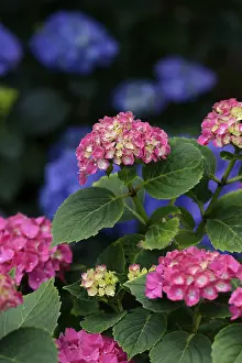 Hydrangeaceae Family Plants Drucke: Red and blue hydrangeas (Hydrangea macrophylla)