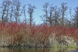 Protected Area In East Germany Drucke: Red bushes in front of bare trees