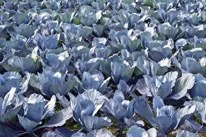 Southern German Farmland Drucke: Red cabbage, red cabbage, blue cabbage