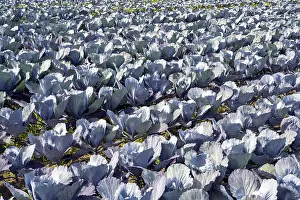 Red Cabbage Germany Drucke: Red cabbage, red cabbage, blue cabbage