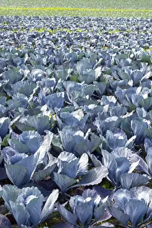 Southern Germany Farming Practices Drucke: Red cabbage, red cabbage, blue cabbage
