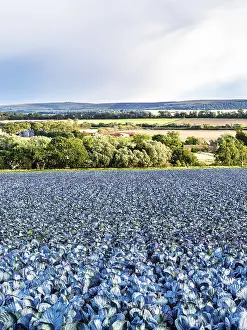 Scottish Farmland Landscape Drucke: Red Cabbage on Scottish fields
