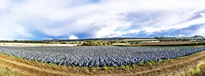 Scottish Farmland Landscape Drucke: Red Cabbage on Scottish fields