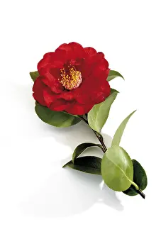 Botanical Photography Drucke: Red Camellia