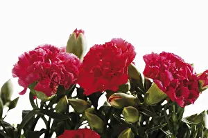 Red Coloured Blooms Drucke: Red carnations