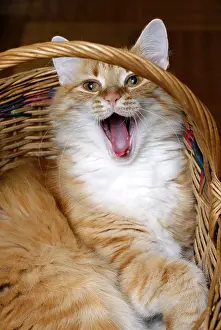 Studio Shot Of Cat Drucke: Red cat in basket close up