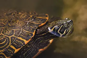 Wildlife In Southern Europe Drucke: Red-cheeked turtle (Trachemys scripta elegans)