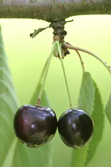 Bird Cherry Tree Drucke: Red cherries