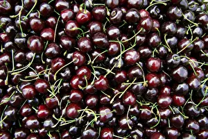 Freshly Picked Cherries Drucke: Red cherries