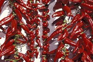 Chili Pepper Images Drucke: Red Chilli red pepper