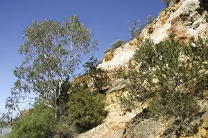 Rocky Cliff Landscape Drucke: Red cliffs with Eucalyptus trees and pine trees