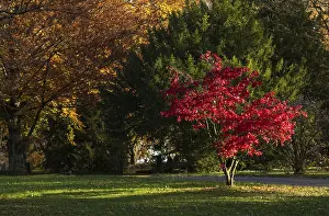 Autumn In Stuttgart Drucke: Red coloured leaves of a maple