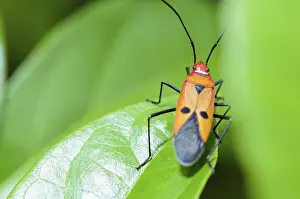 Thai Wildlife Photography Drucke: Red Cotton Bug (Dysdercus cingulatus) Close-up on a green leaf