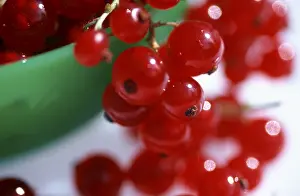 Red Currant Berries Drucke: Red Currant berries (Ribes rubrum)