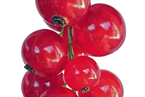 Close Up Red Fruit Drucke: Red currant, macro, cut out