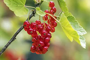 Red Currant Drucke: Red currant (Ribes rubrum), fruit